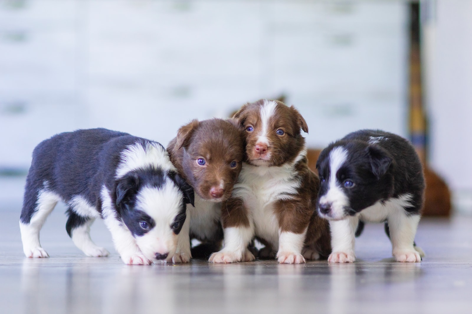 trouver un bon éleveur de chiens