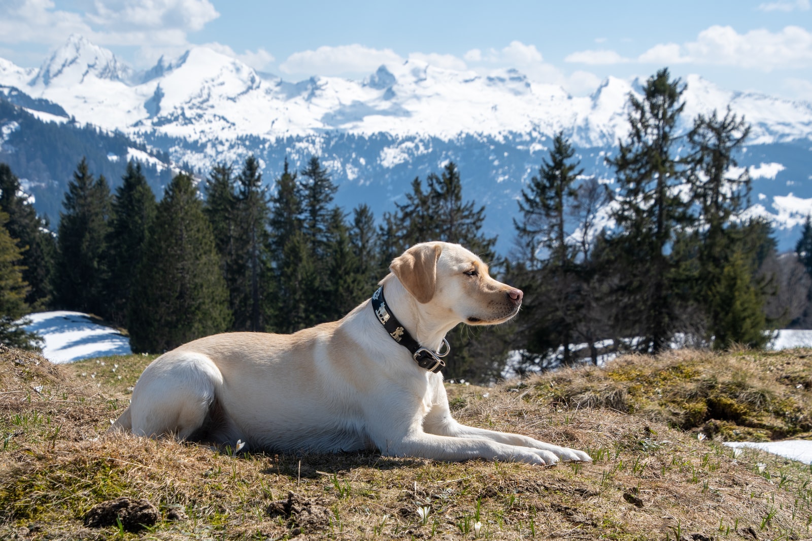 Labrador retriever meilleur chien