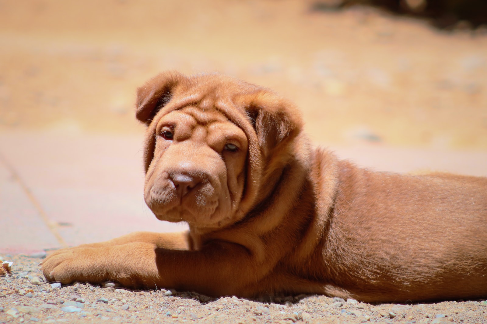 le sharpei