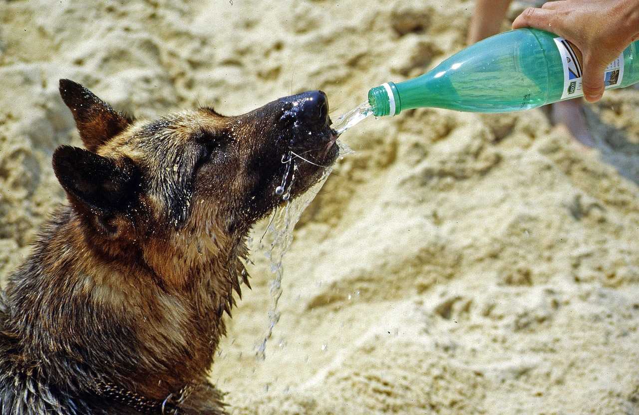 Chaleur chien