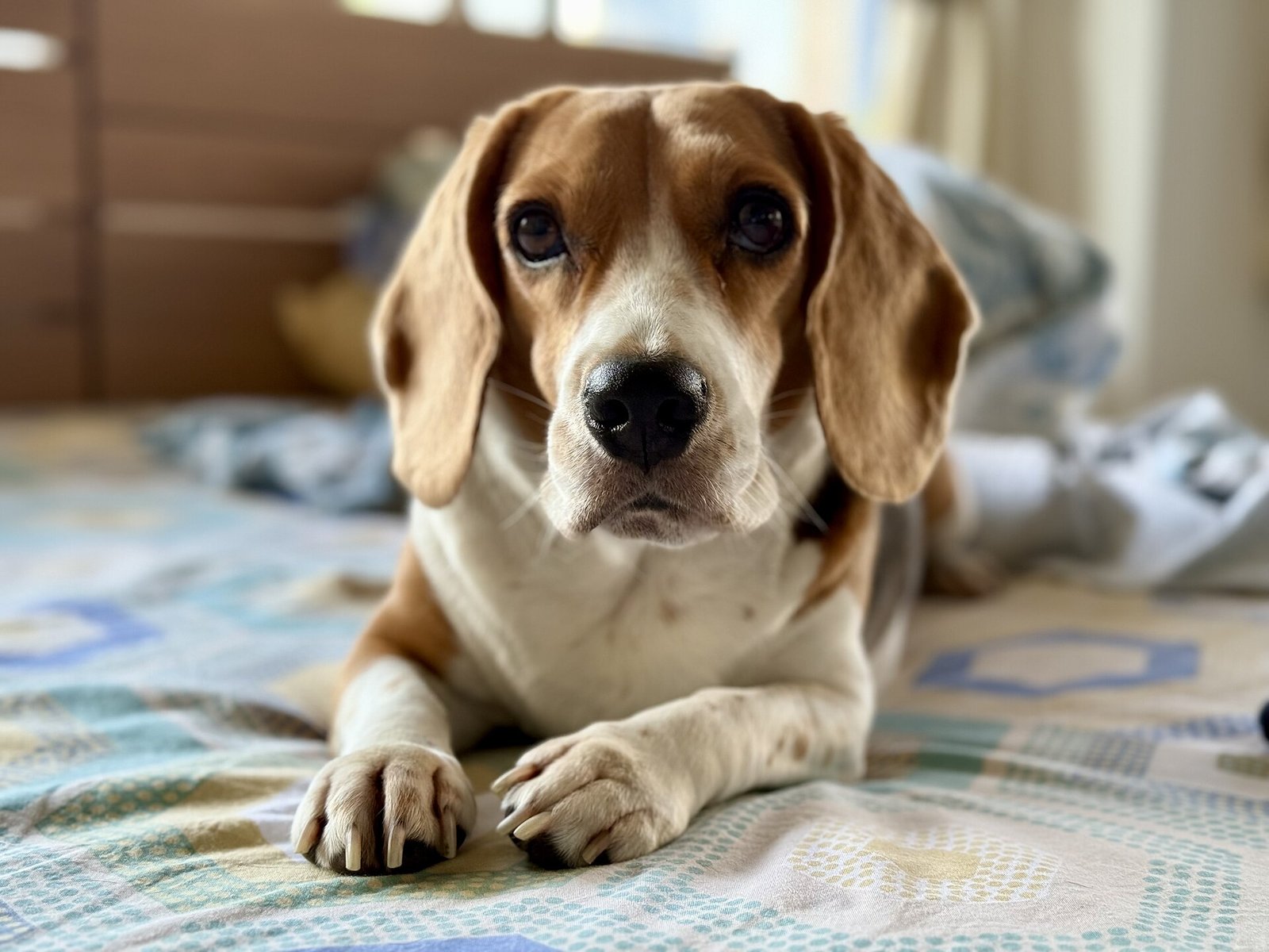 Beagle allongé sur un lit, le regard tourné vers l'objectif