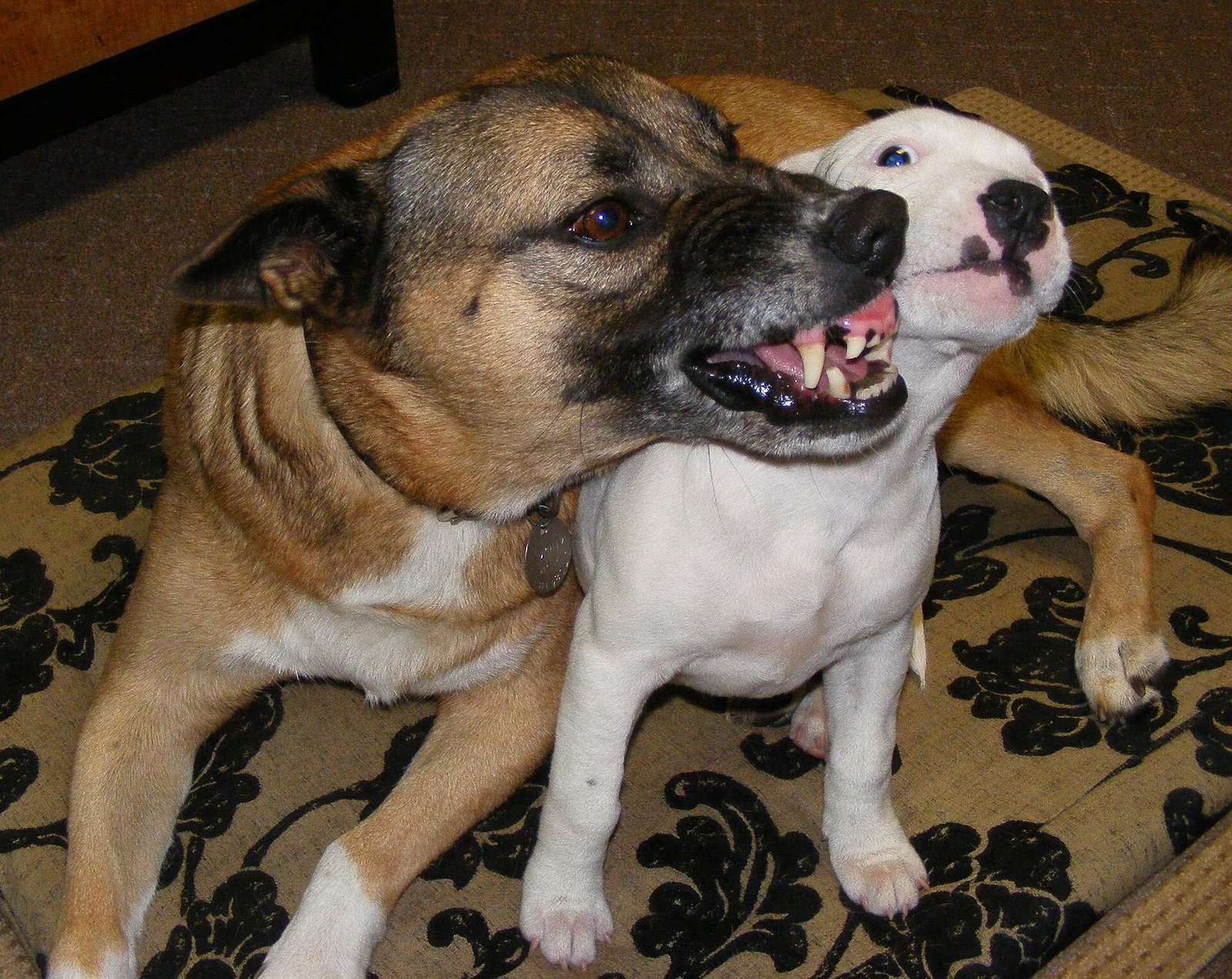 Deux chiens qui se montrent les dents en jouant sur un tapis