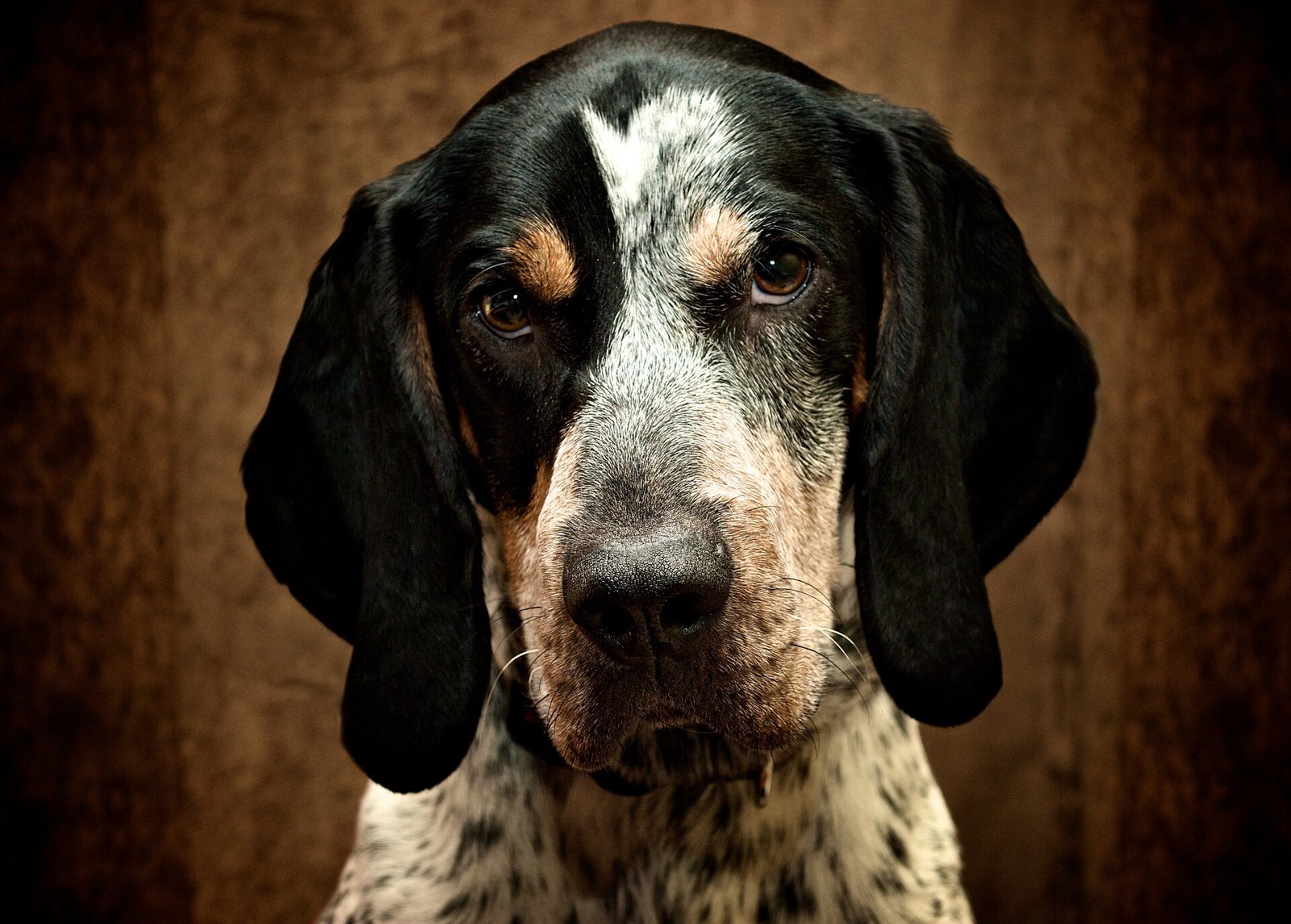 Portrait d'un chien de chasse tricolore aux longues oreilles noires, regard tourné vers l'objectif