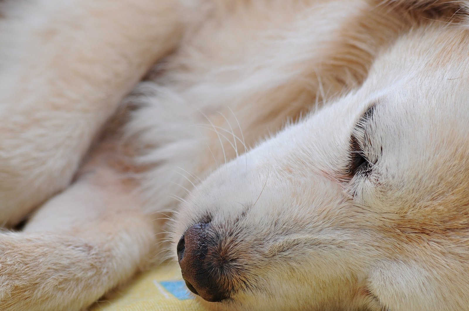 Vieux chien au pelage clair endormi, la tête posée sur le sol
