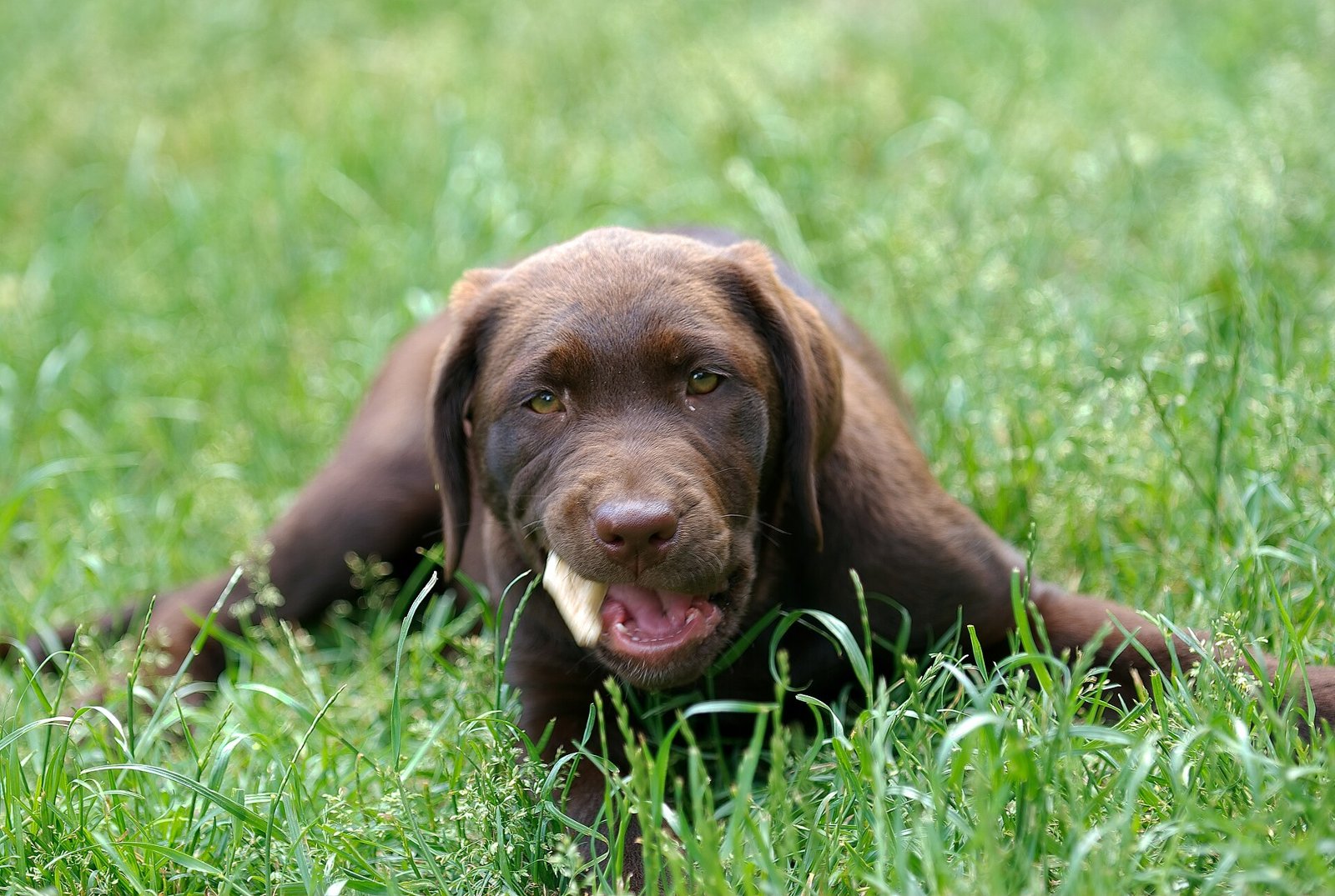 Chiot labrador chocolat allongé dans l'herbe en train de mâchouiller