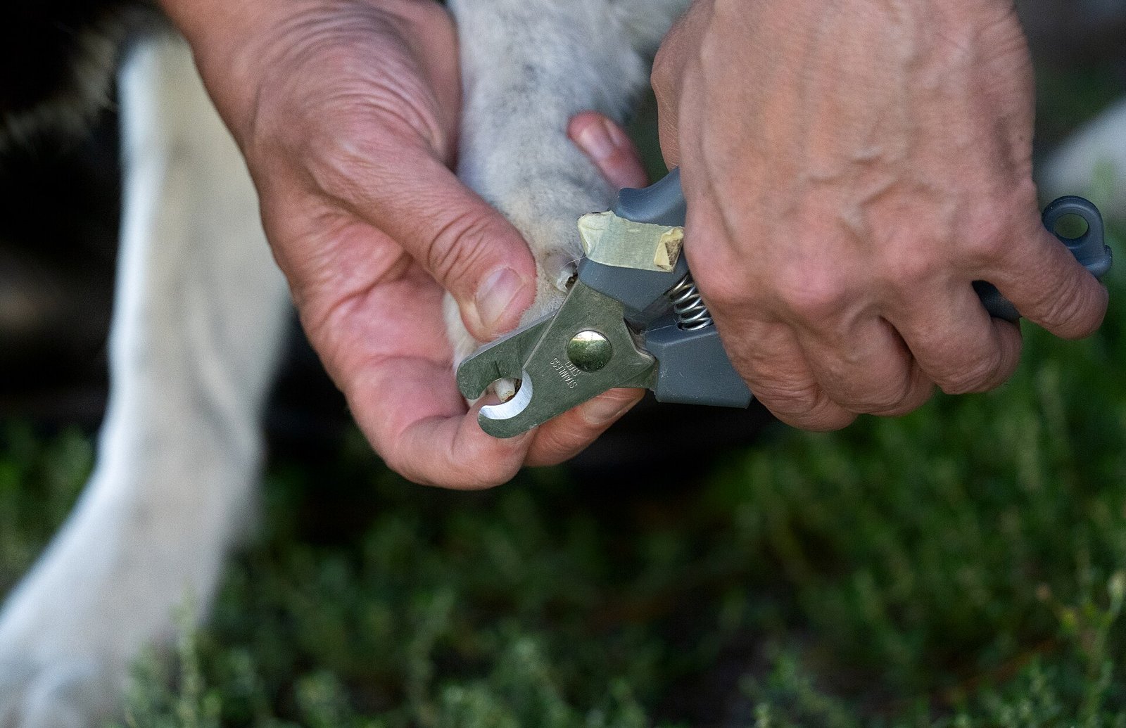 Mains coupant la griffe d'un chien avec une pince coupe-griffes