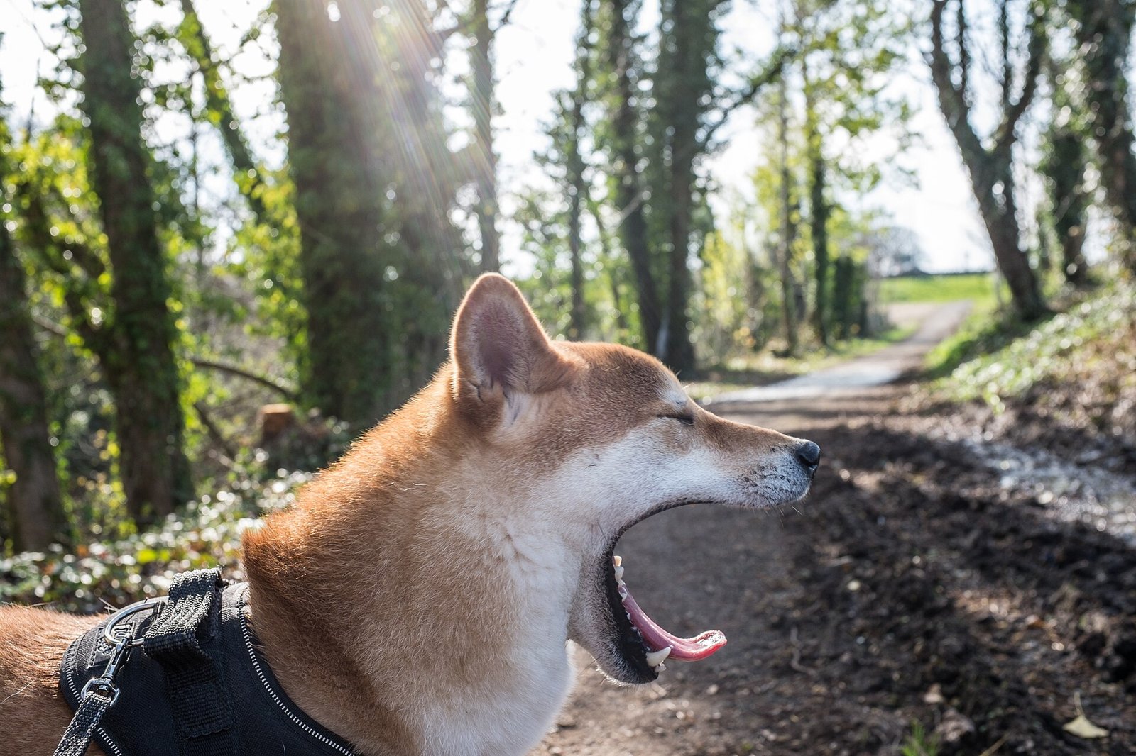 Chien shiba qui bâille pendant une promenade en forêt