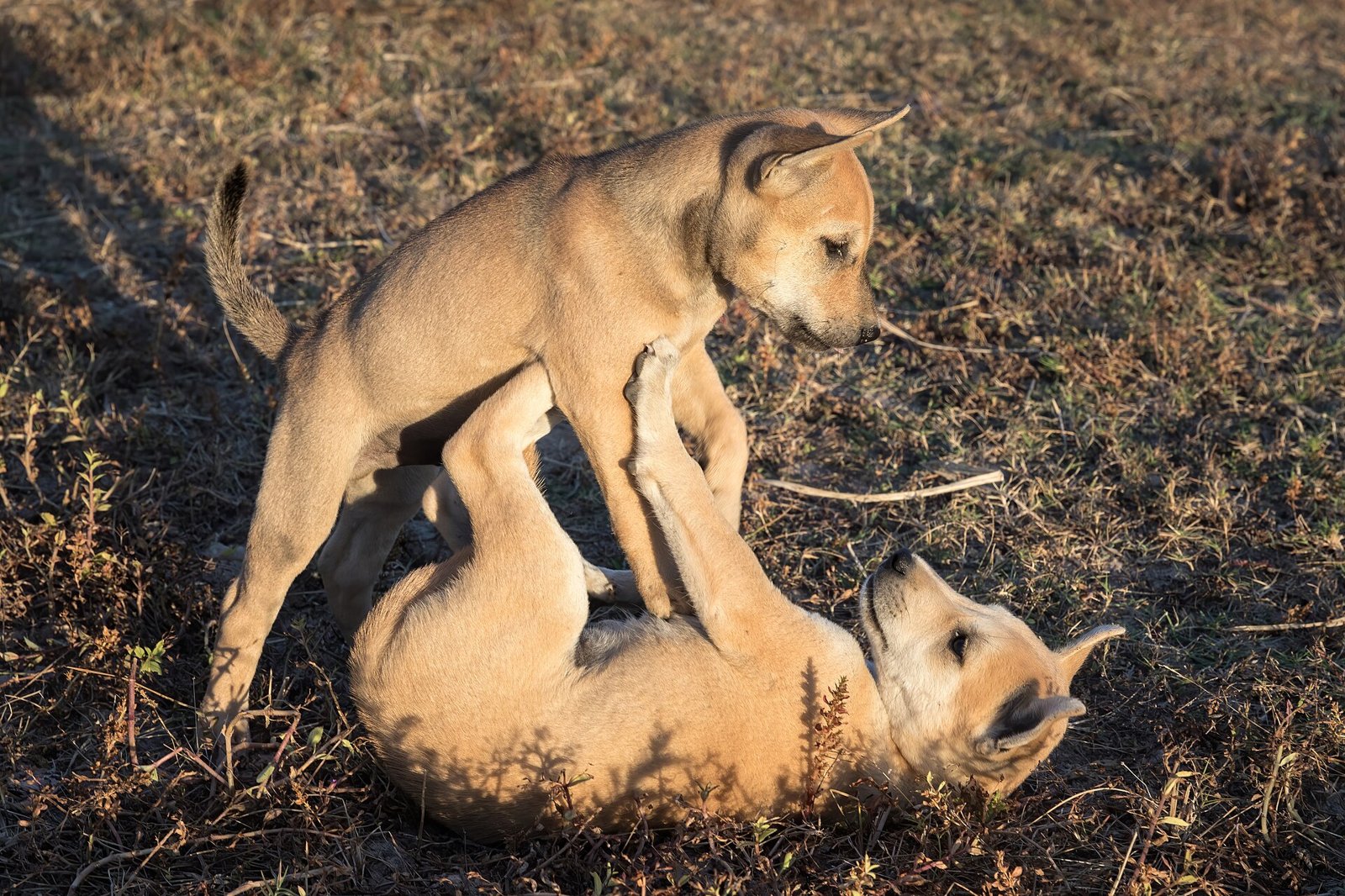 Deux chiots beiges qui jouent ensemble dans un champ, l'un debout au-dessus de l'autre