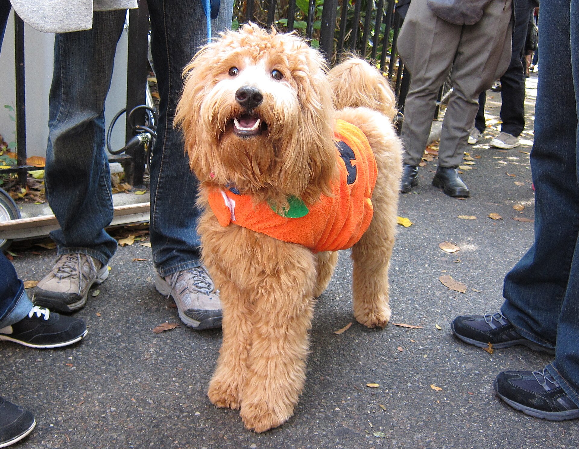 Petit chien déguisé en citrouille pour Halloween