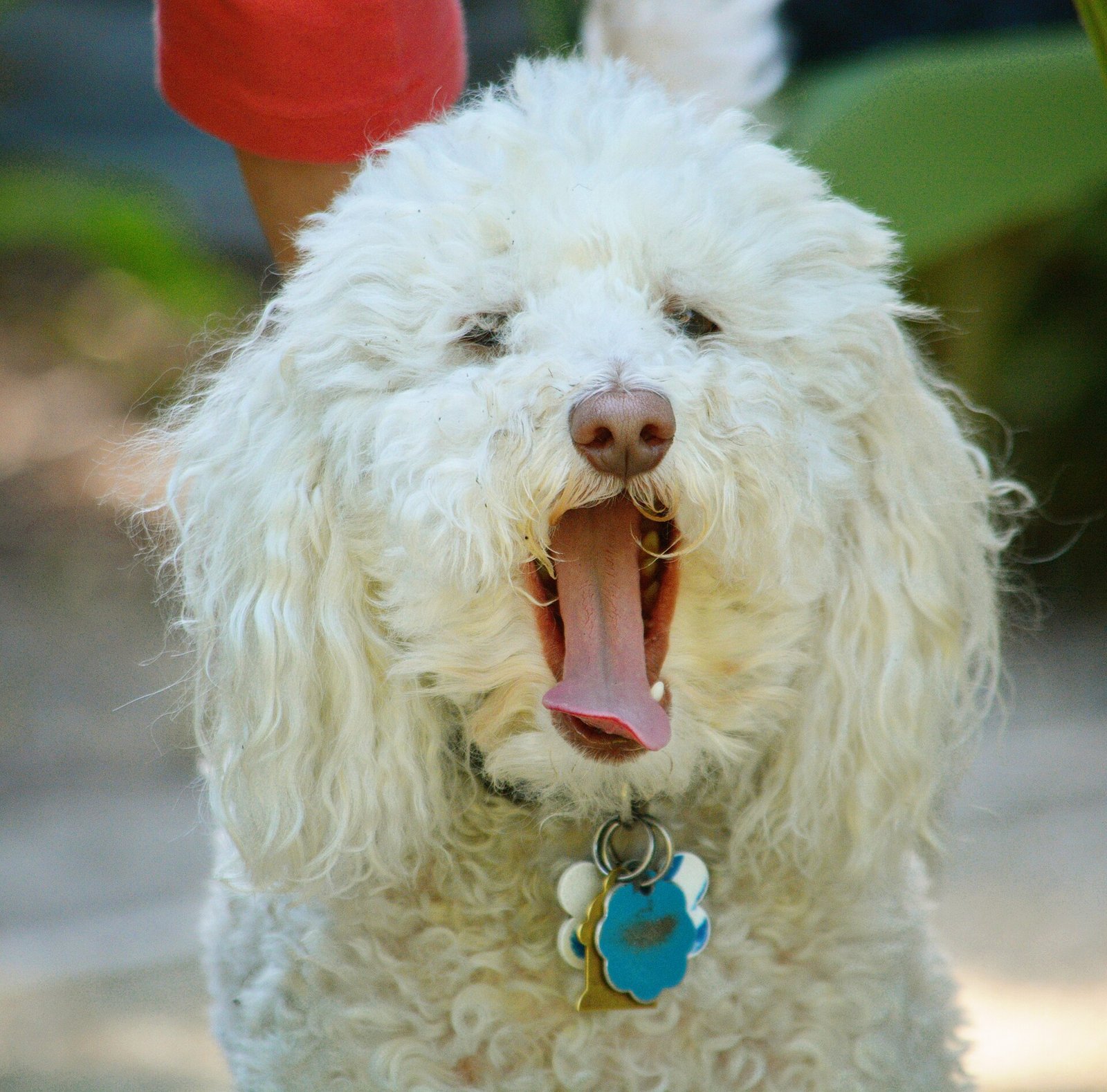 Chien blanc à poil bouclé qui bâille en montrant ses dents