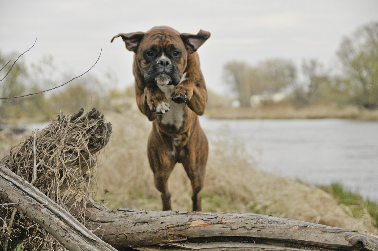 Chien boxer qui bondit avec enthousiasme