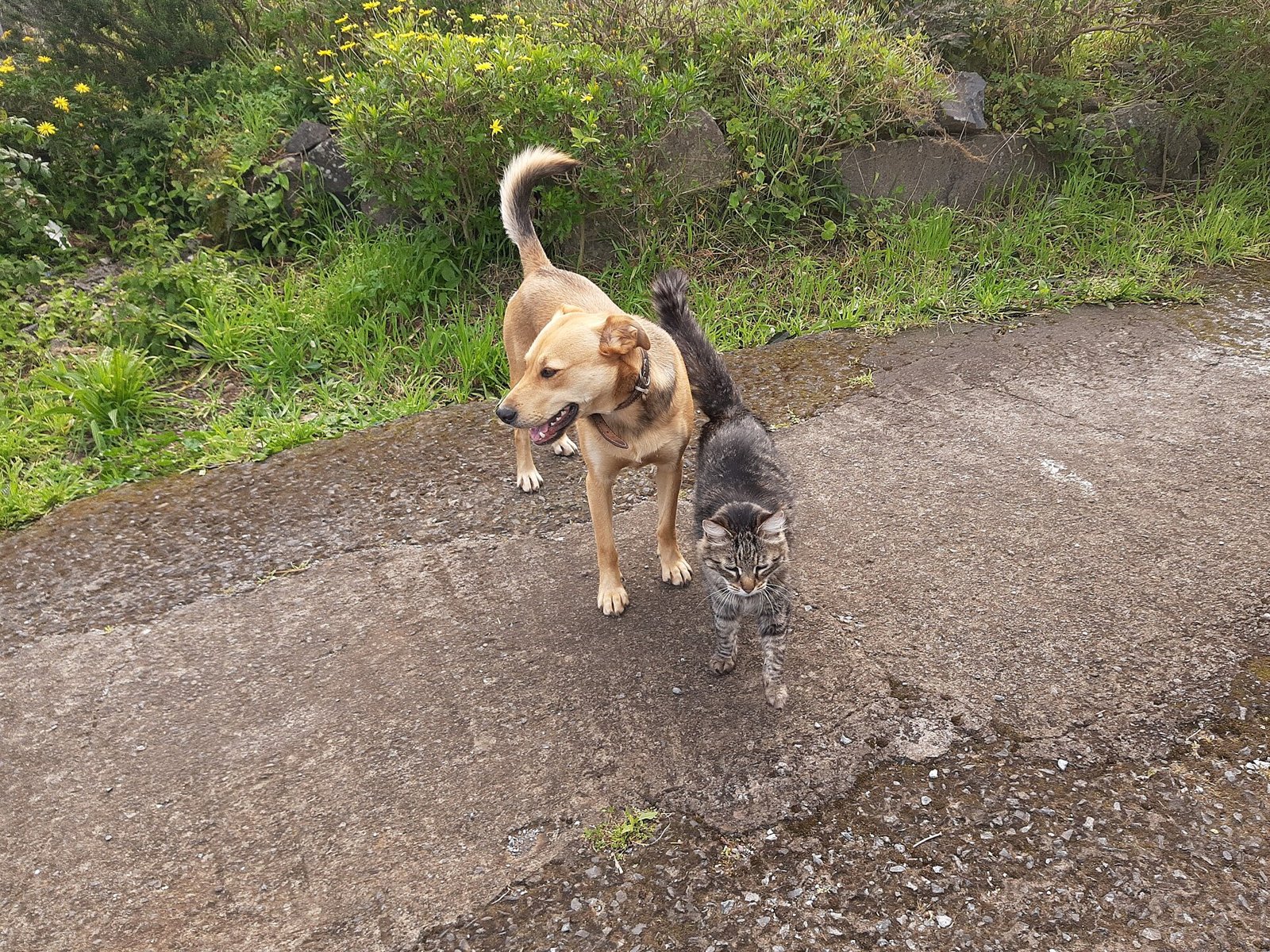 Chien et chat marchant côte à côte sur un chemin