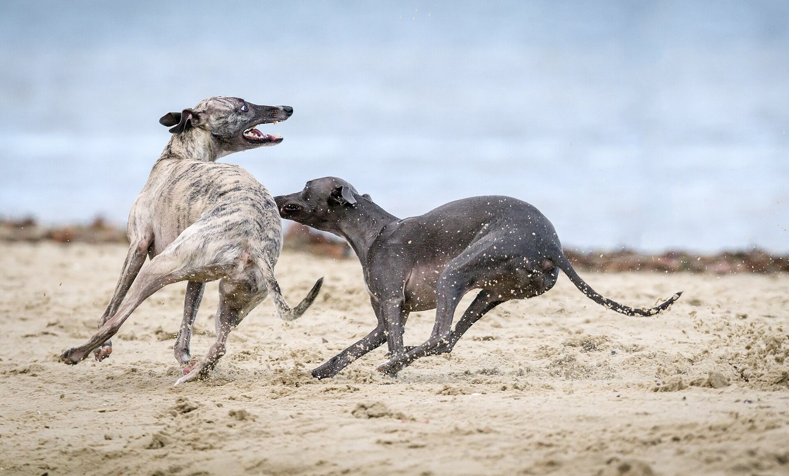 Deux chiens lévriers qui jouent ensemble en courant sur une plage