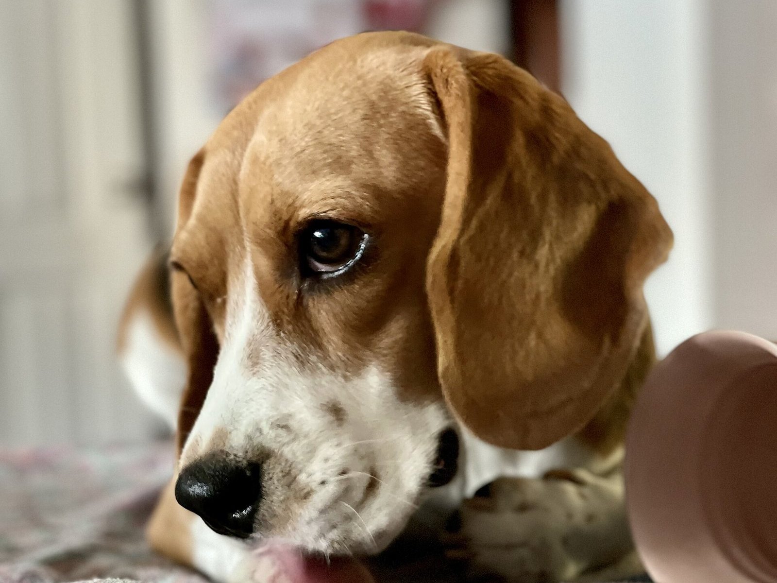 Beagle allongé sur un plaid, la tête posée près de ses pattes avant