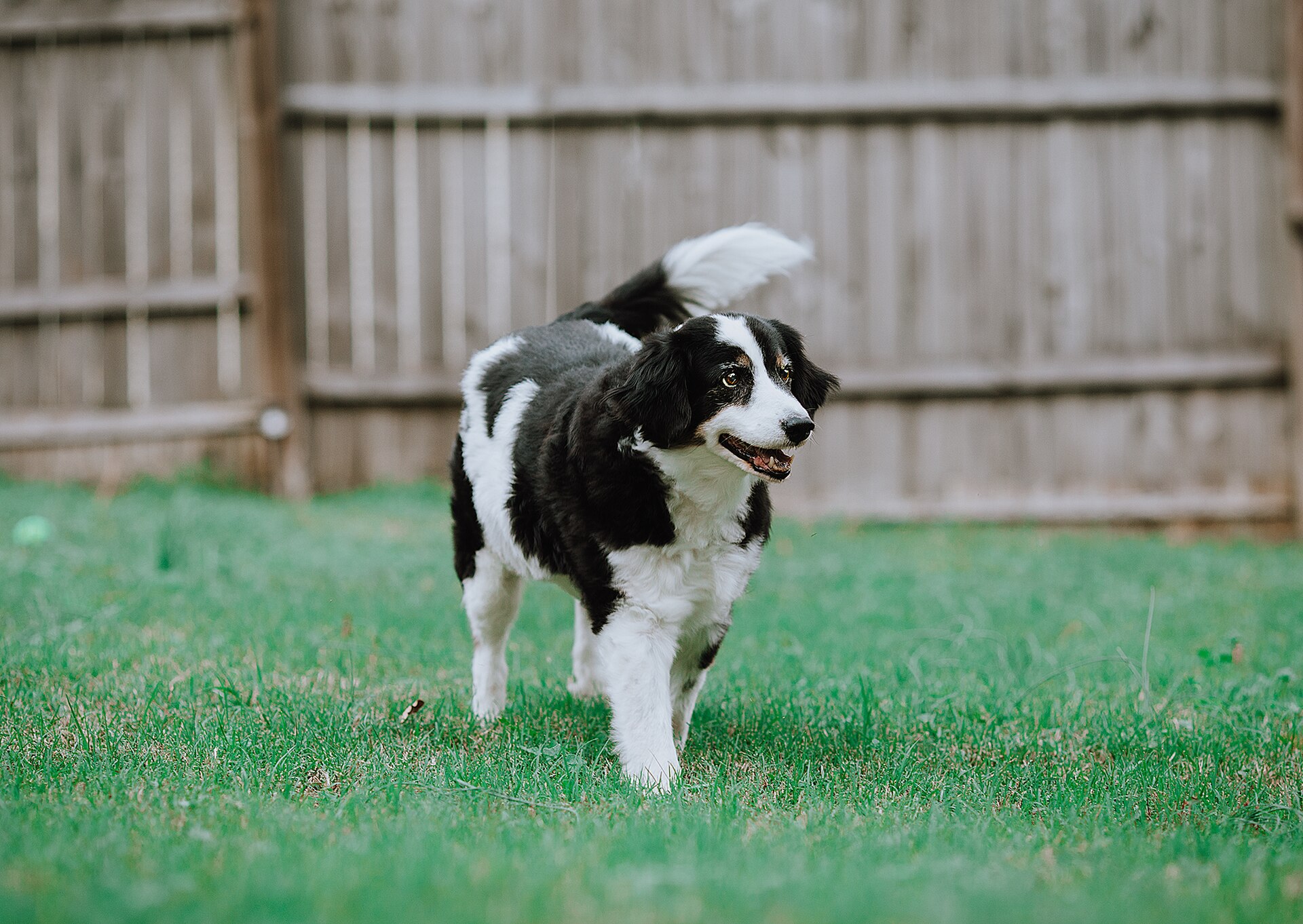Chien adulte noir et blanc dans un jardin, tourné vers l'objectif