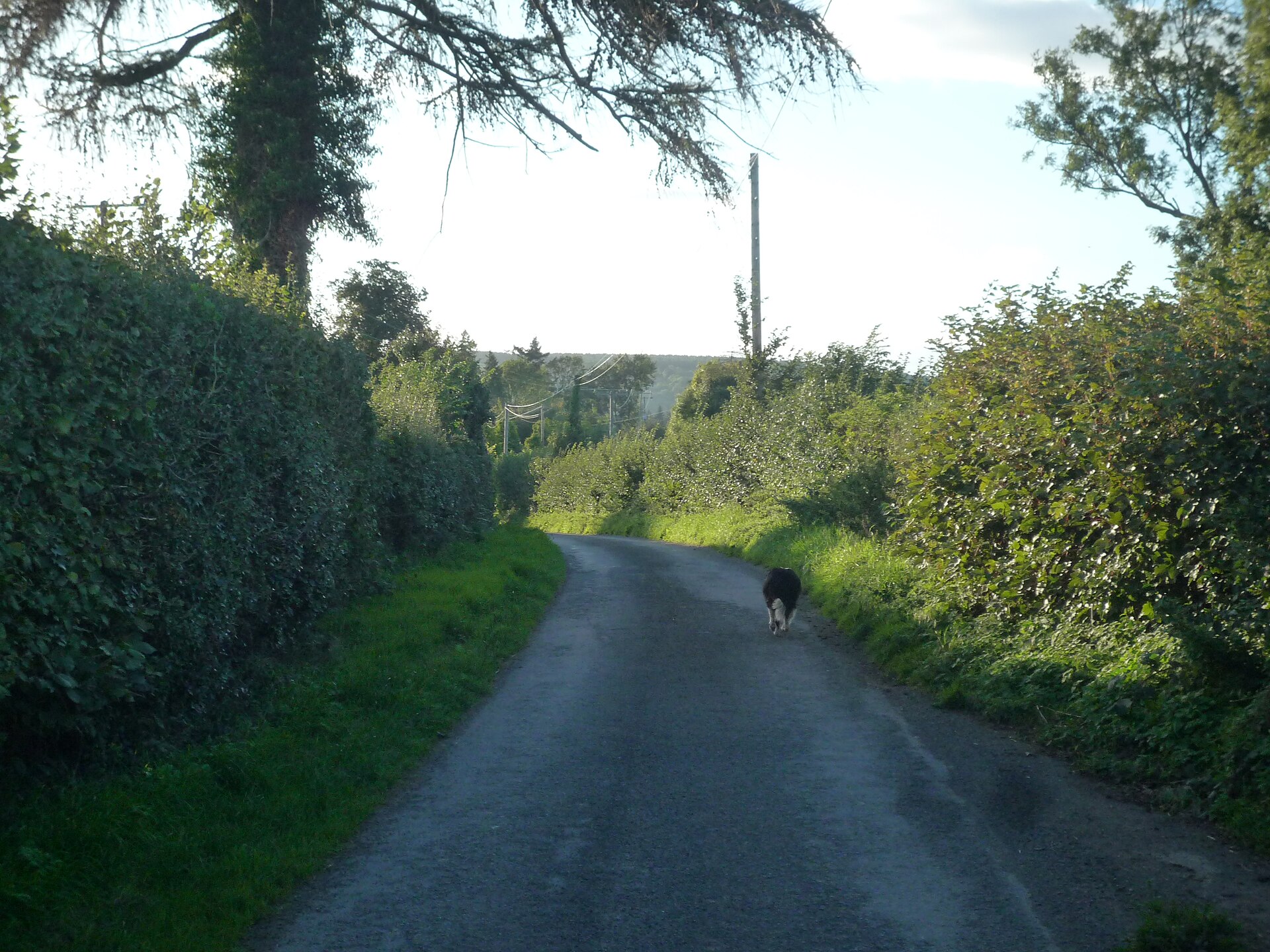Chemin de campagne bordé de haies, avec un chien qui court au loin
