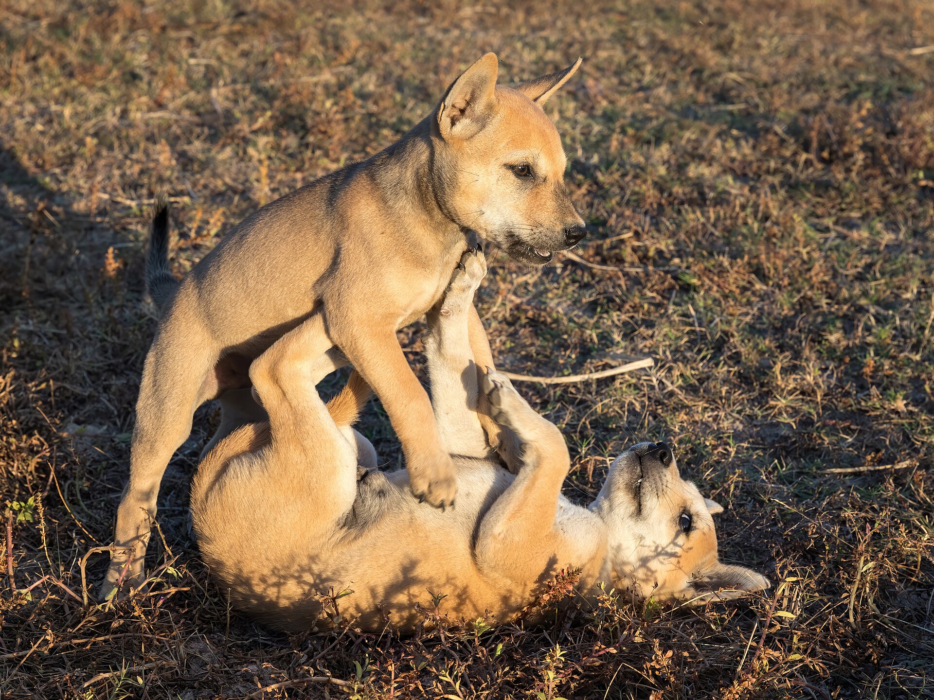 Deux chiots qui jouent ensemble dans l'herbe à la lumière dorée du soir